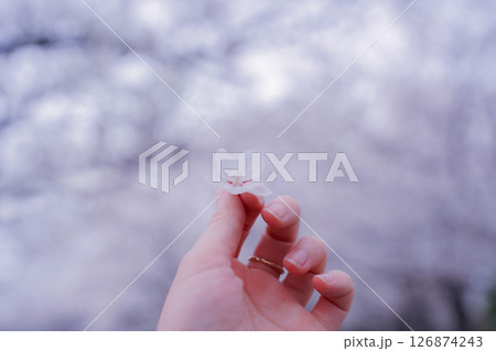 桜を持つ手 桜を持つ手 126874243