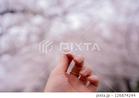 桜を持つ手 126874244