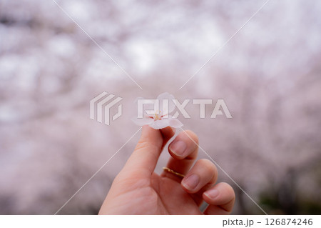 桜を持つ手 桜を持つ手 126874246