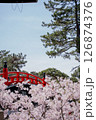 赤い太鼓橋と満開の桜 126874376