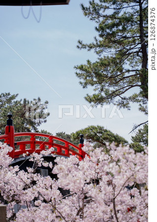 赤い太鼓橋と満開の桜 126874376