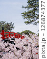 赤い太鼓橋と満開の桜 126874377