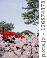 赤い太鼓橋と満開の桜 126874378