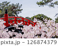 赤い太鼓橋と満開の桜 126874379