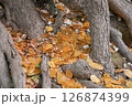 木の根元に積もった小判 126874399