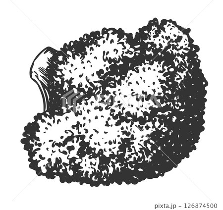 Vector sketch of broccoli lying on a table. Hand-drawn ink drawing of cabbage, imitation of old engraving technique. Black and white drawing of cauliflower on a white background. 126874500