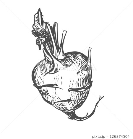 Vector linear sketch of kohlrabi. Ink drawing in old engraving style. Botanical hand drawn illustration of cabbage. Round head and leaves of german turnip on white background. Vector linear sketch of kohlrabi. Ink drawing in old engraving style. Botanical hand drawn illustration of cabbage. Round head and leaves of german turnip on white background. 126874504