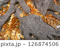 木の根元に積もった小判 126874506