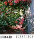 路地裏に咲く椿の花 126874508