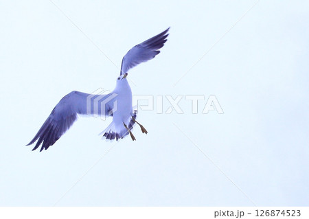 空を飛ぶカモメ 熱海 空を飛ぶカモメ 熱海 126874523