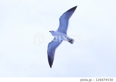 空を飛ぶカモメ　熱海 126874530