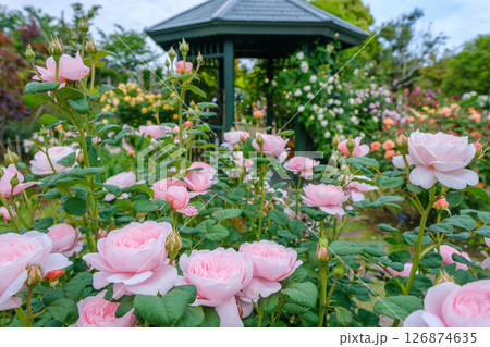 花菜ガーデン(神奈川県平塚市)の春バラ満開風景 花菜ガーデン(神奈川県平塚市)の春バラ満開風景 126874635