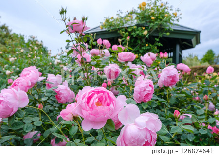 花菜ガーデン(神奈川県平塚市)の春バラ満開風景 花菜ガーデン(神奈川県平塚市)の春バラ満開風景 126874641