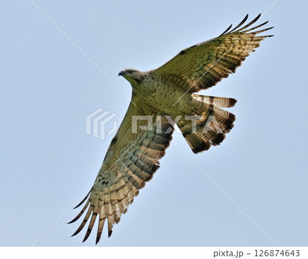 クマタカ 126874643