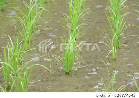 梅雨の水田と稲の苗 梅雨の水田と稲の苗 126874645