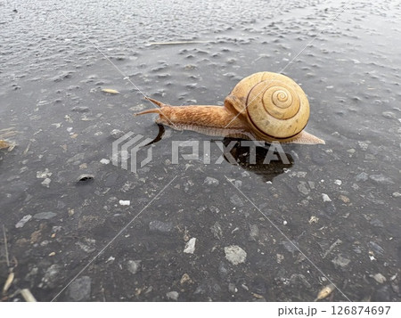 雨のカタツムリ 雨のカタツムリ 126874697