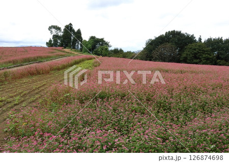 福島　二本松　東北（とうぎた）赤そば畑 126874698