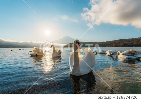 Swans and Mount Fuji at Lake Yamanaka Sunrise Swans and Mount Fuji at Lake Yamanaka Sunrise 126874720