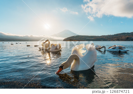 Swans and Mount Fuji at Lake Yamanaka Sunrise 126874721