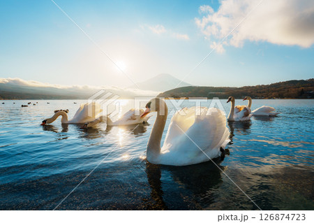 Swans and Mount Fuji at Lake Yamanaka Sunrise 126874723