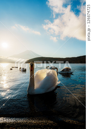 Swans and Mount Fuji at Lake Yamanaka Sunrise 126874725