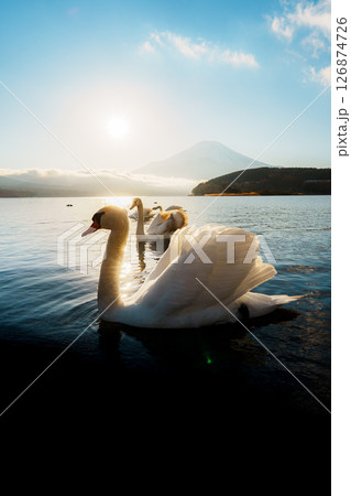 Swans and Mount Fuji at Lake Yamanaka Sunrise Swans and Mount Fuji at Lake Yamanaka Sunrise 126874726