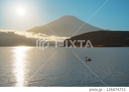 Swans on Lake Yamanaka with Hazy Mount Fuji 126874731