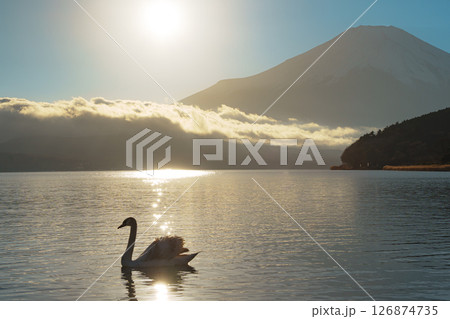 Swans on Lake Yamanaka with Hazy Mount Fuji Swans on Lake Yamanaka with Hazy Mount Fuji 126874735