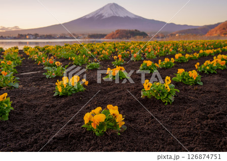 Oishi Park Flowers and Mount Fuji in Spring 126874751