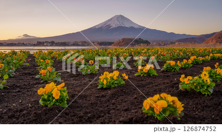 Oishi Park Flowers and Mount Fuji in Spring 126874752
