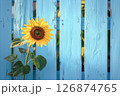 水色のウッドフェンスにひまわりが咲いている背景 126874765