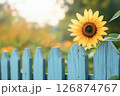 水色のウッドフェンスにひまわりが咲いている癒しのレトロな風景 126874767