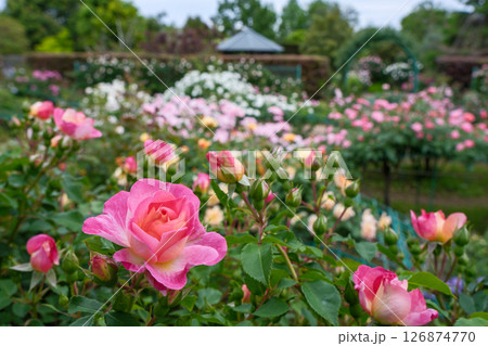 花菜ガーデン(神奈川県平塚市)の春バラ満開風景 花菜ガーデン(神奈川県平塚市)の春バラ満開風景 126874770
