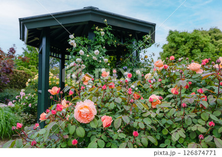 花菜ガーデン(神奈川県平塚市)の春バラ満開風景 花菜ガーデン(神奈川県平塚市)の春バラ満開風景 126874771