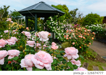 花菜ガーデン(神奈川県平塚市)の春バラ満開風景 花菜ガーデン(神奈川県平塚市)の春バラ満開風景 126874777