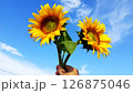 青空に向かって咲くひまわり 126875046