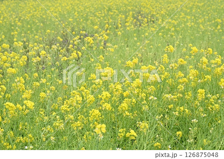 一面に広がる菜の花畑 一面に広がる菜の花畑 126875048