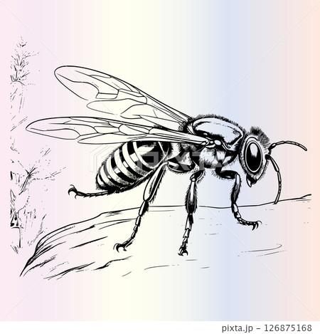 Wasp Coloring Page for Kids 126875168