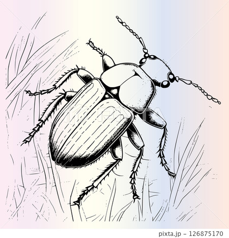 Water Beetle Coloring Page For Kids  126875170
