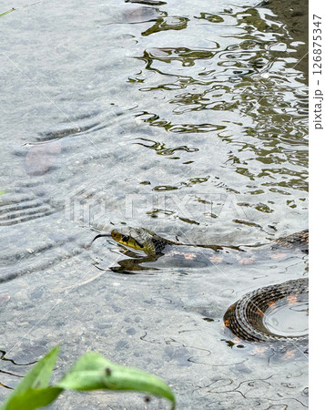 舌を出して川を泳ぐ毒蛇ヤマカガシ 126875347