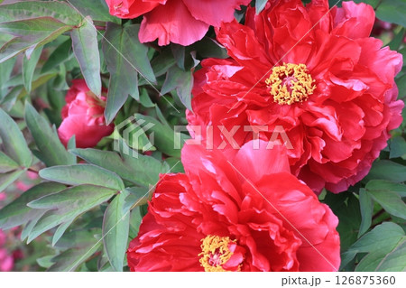 開花した赤いボタンの花 開花した赤いボタンの花 126875360