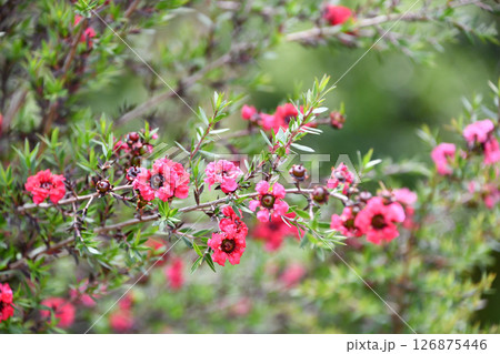ギョリュウバイ manuka, tea tree ギョリュウバイ manuka, tea tree 126875446