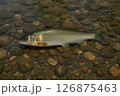 鮎 126875463