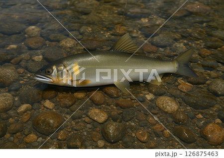 鮎 鮎 126875463