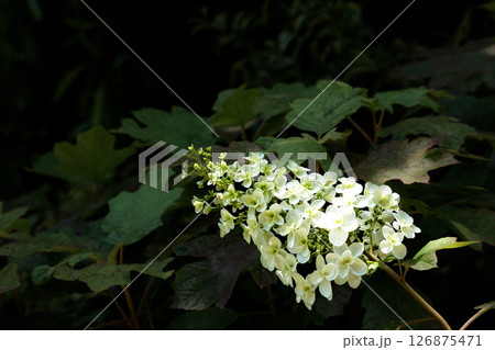 梅雨空に色彩鮮やかに咲き誇るアジサイの花 126875471