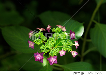 梅雨空に色彩鮮やかに咲き誇るアジサイの花 126875486