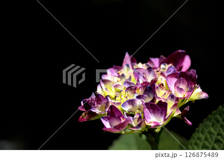 梅雨空に色彩鮮やかに咲き誇るアジサイの花 126875489