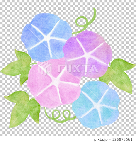 Watercolor morning glory Japanese style summer illustration Watercolor morning glory Japanese style summer illustration 126875561