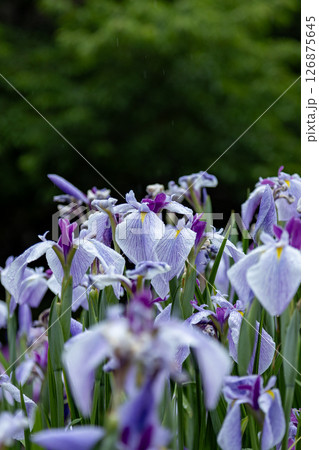 花菖蒲 花菖蒲 126875645