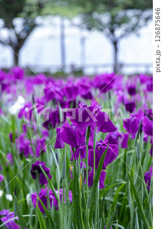 花菖蒲 花菖蒲 126875646